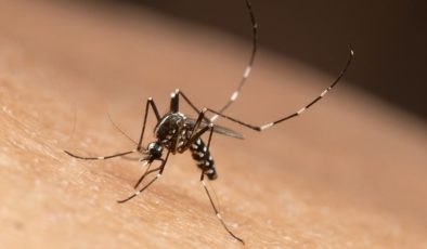 Sivrisinek kaynaklı chikungunya virüsü yayılıyor